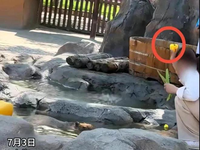 豚头十几分钟园方回应网友气疯。j9国际站女子带娃在动物园砸水(图9)