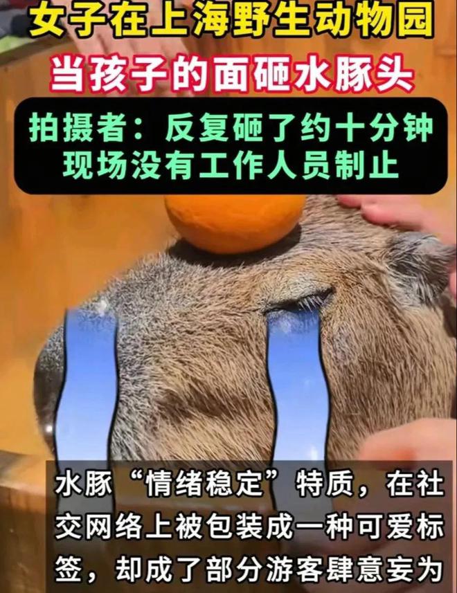 豚头十几分钟园方回应网友气疯。j9国际站女子带娃在动物园砸水(图13)