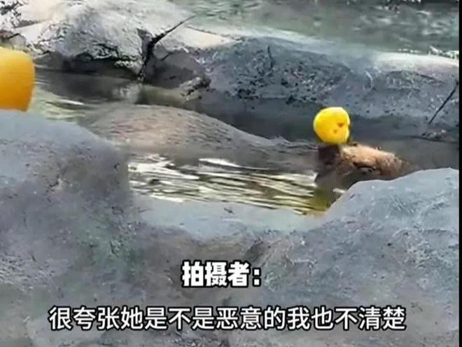 豚头十几分钟园方回应网友气疯。j9国际站女子带娃在动物园砸水(图12)